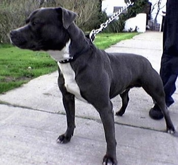 Staffy Bull Terrier Brindle