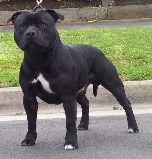 Staffy Bull Terrier Brindle