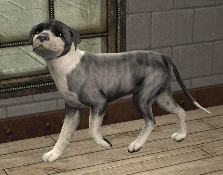 Staffy Bull Terrier Brindle