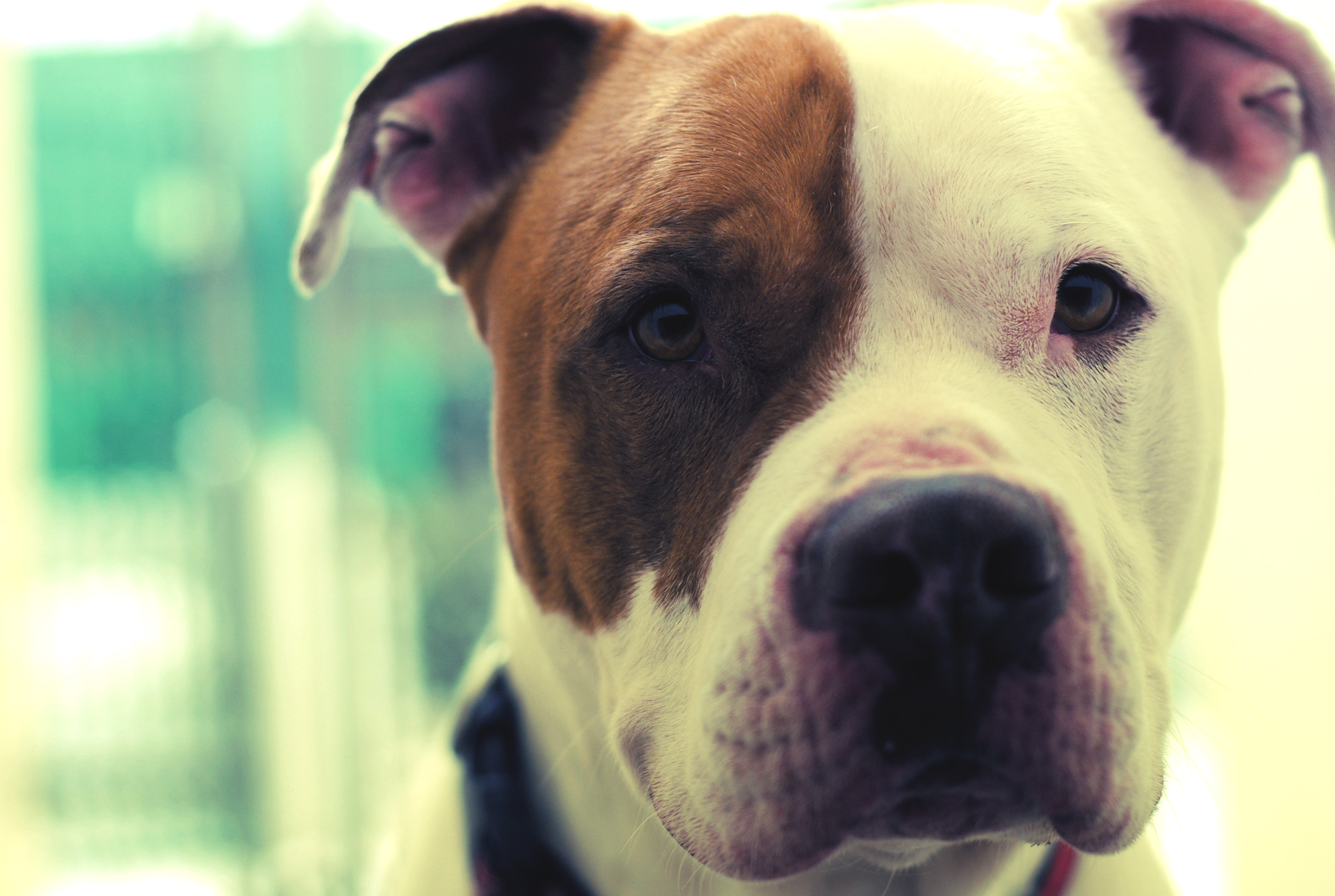 Staffy Bull Terrier Mix