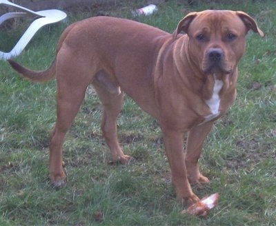 Staffy Bull Terrier Puppies For Sale