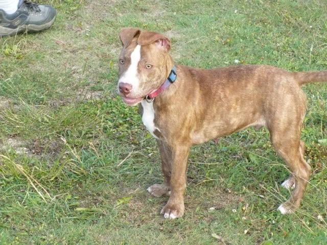 Staffy Cross