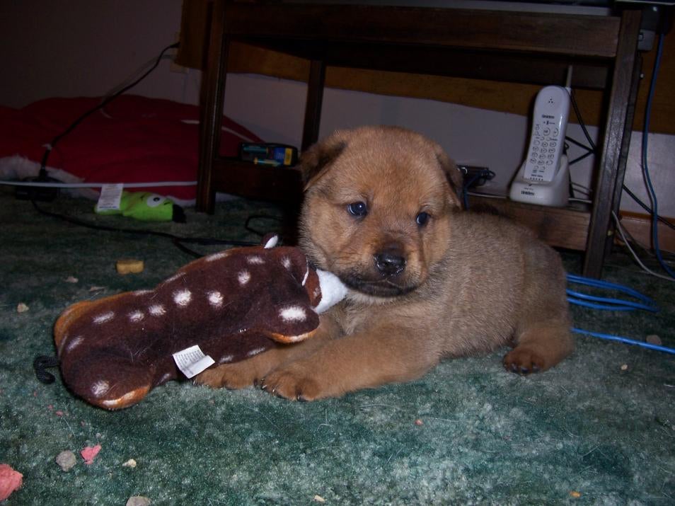 Staffy Cross Boxer
