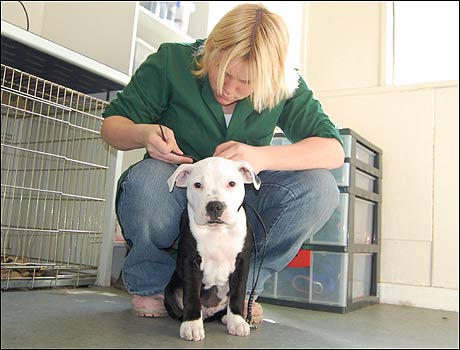 Staffy Cross Jack Russell
