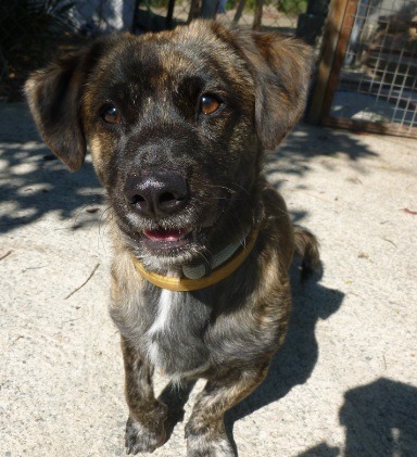 Staffy Cross Jack Russell