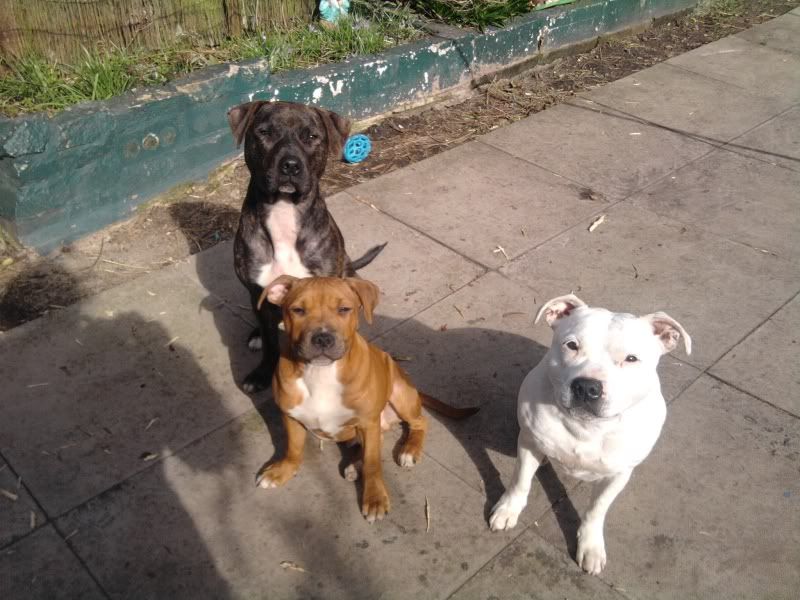 Staffy Cross Jack Russell