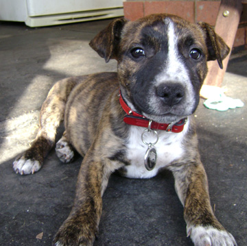Staffy Cross Jack Russell