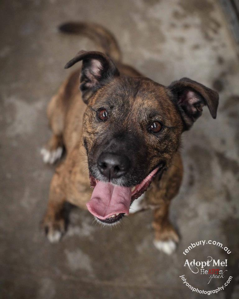 Staffy Cross Kelpie Temperament