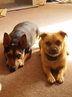 Staffy Cross Kelpie Temperament