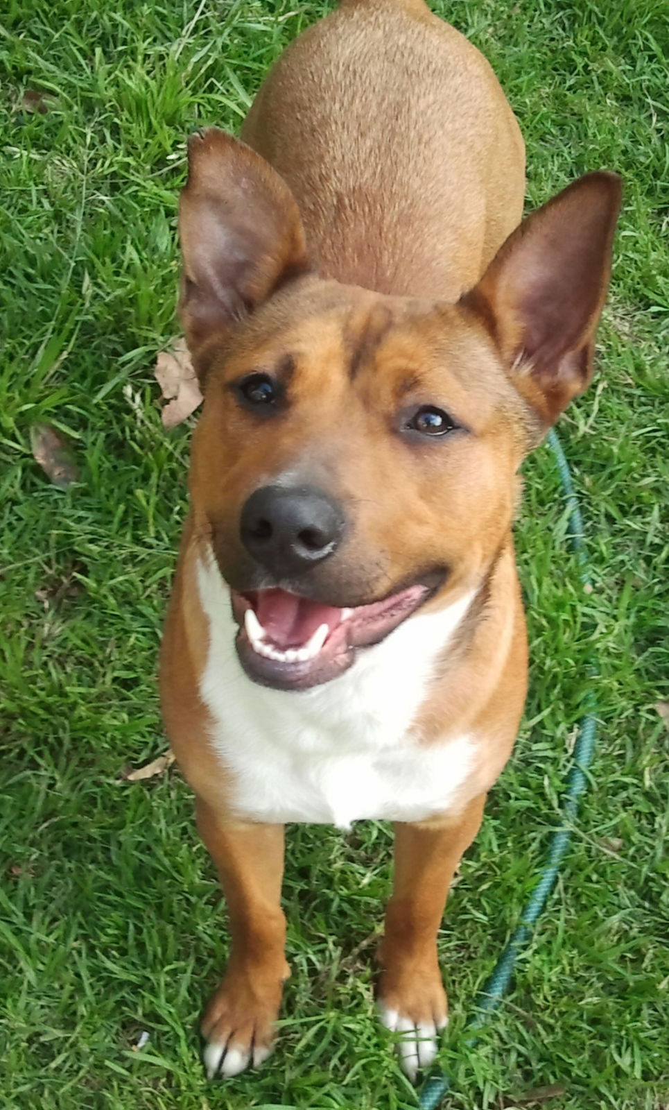Staffy Cross Pitbull