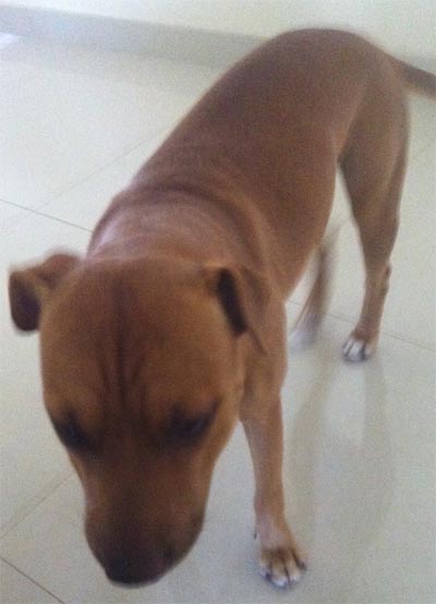 Staffy Cross Pitbull Brown