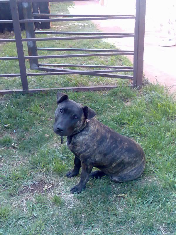 Staffy Cross Pitbull Puppy