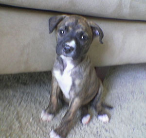 Staffy Cross Pitbull Puppy