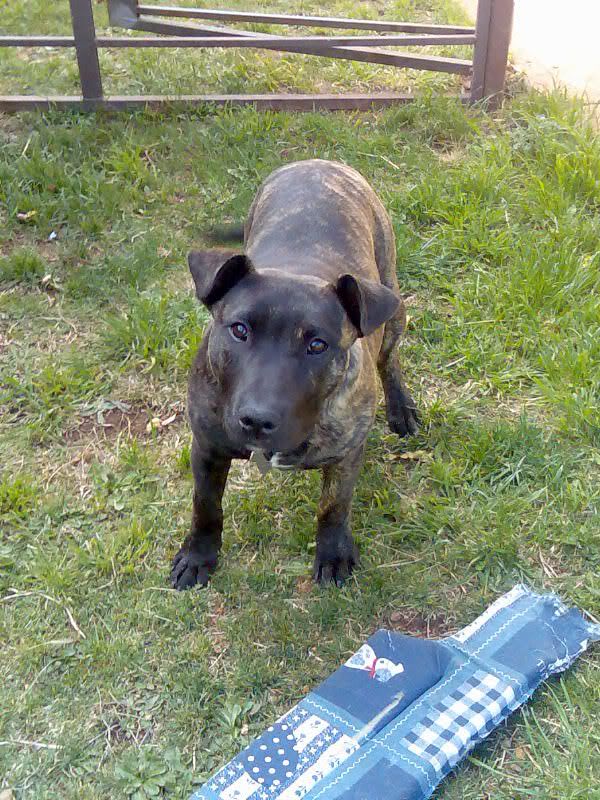 Staffy Cross Pitbull Puppy