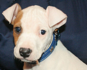 Staffy Cross Pitbull White