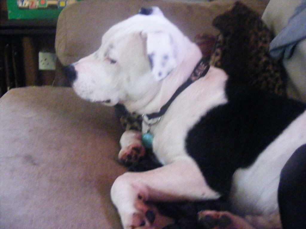 Staffy Cross Pitbull White