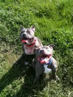 Staffy Cross Pitbull White
