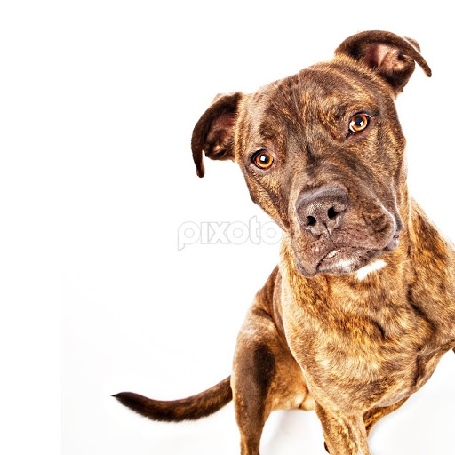 Staffy Cross Rottweiler