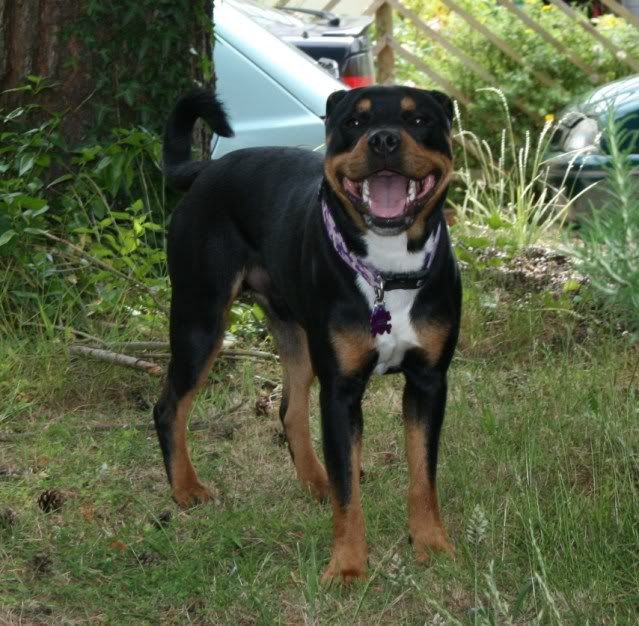 Staffy Cross Rottweiler