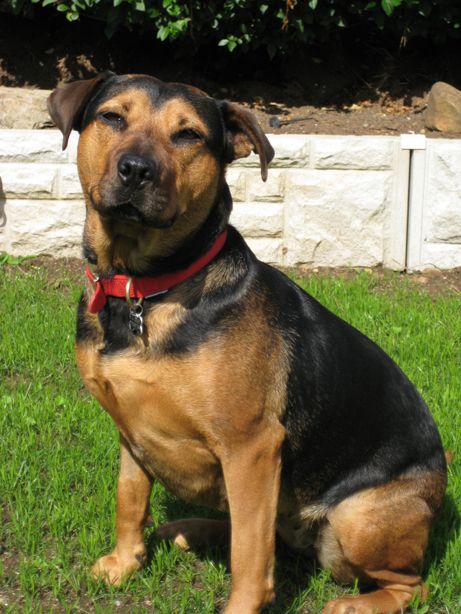 Staffy Cross Rottweiler