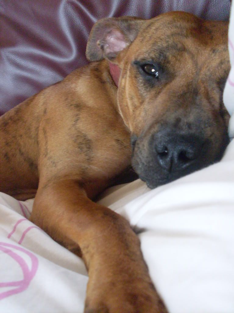 Staffy Cross Rottweiler