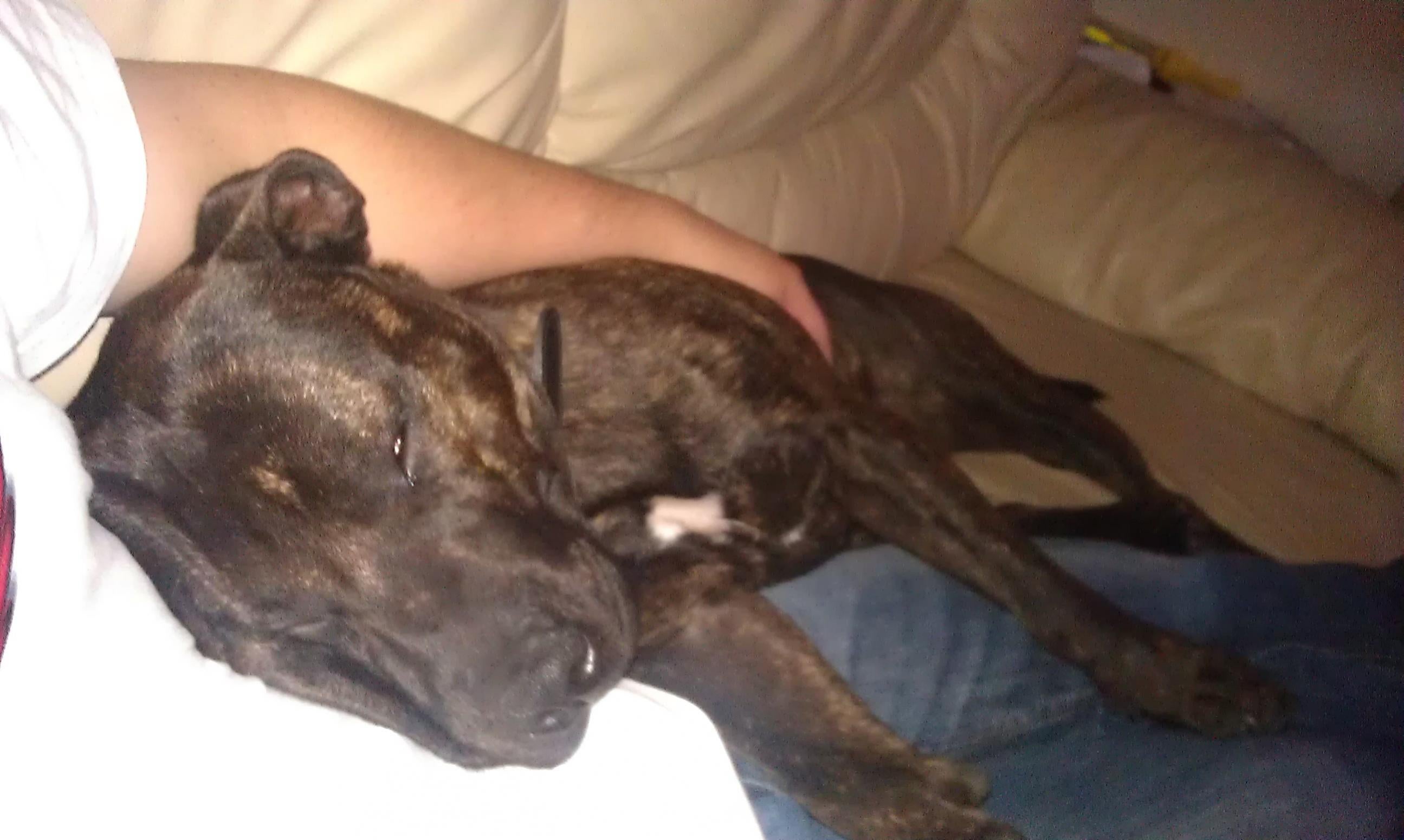 Staffy Dog