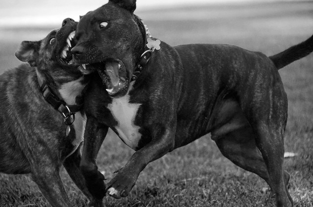Staffy Dog