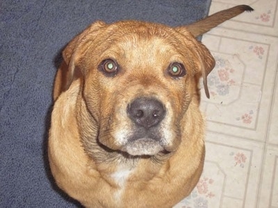 Staffy Dog
