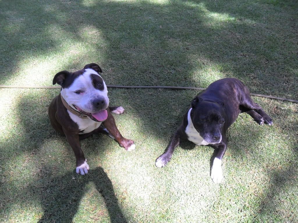 Staffy Dog Images