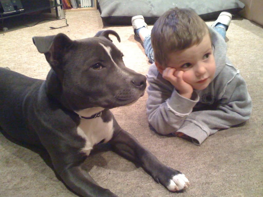 Staffy Dog Pics