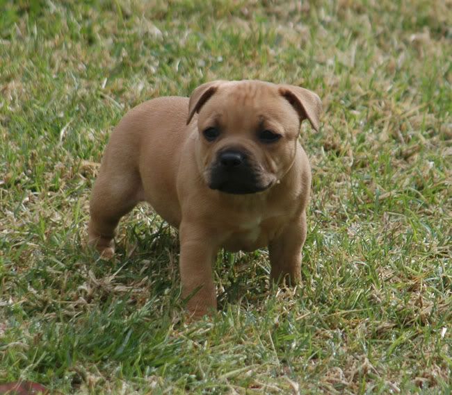 Staffy Dog Pictures