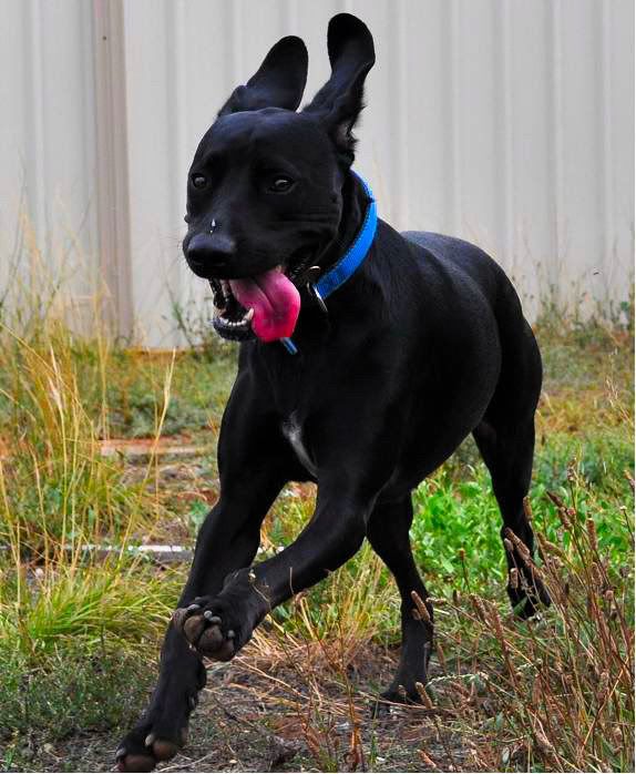 Staffy Puppies For Sale Victoria