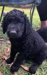 Staffy Puppies For Sale Victoria