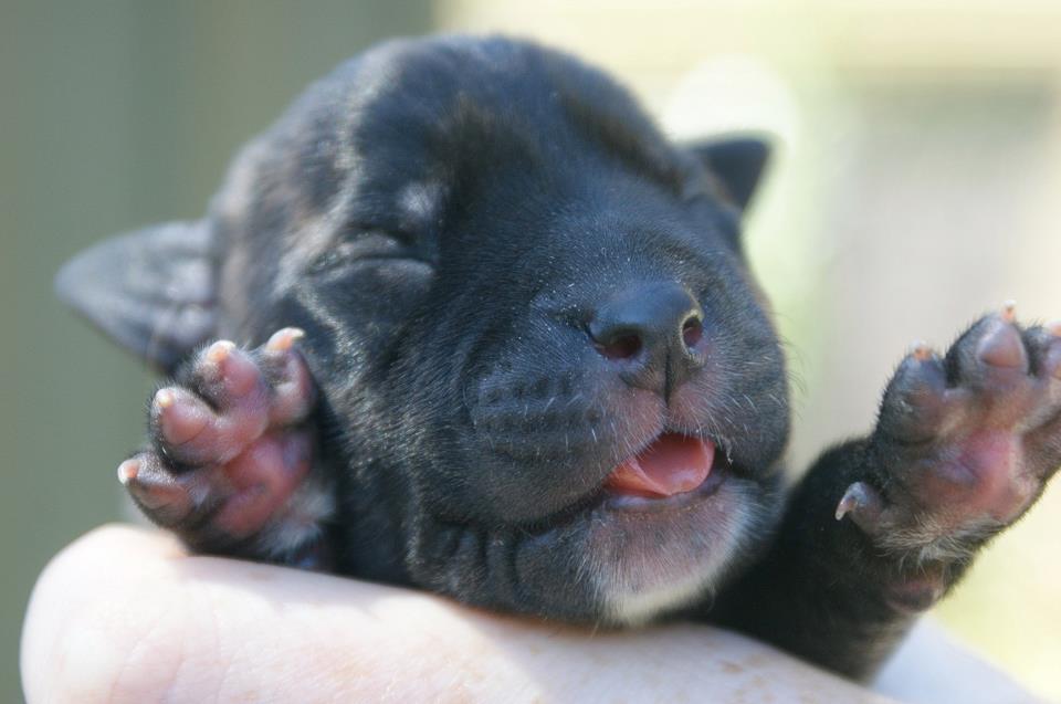 Staffy Puppies Pictures