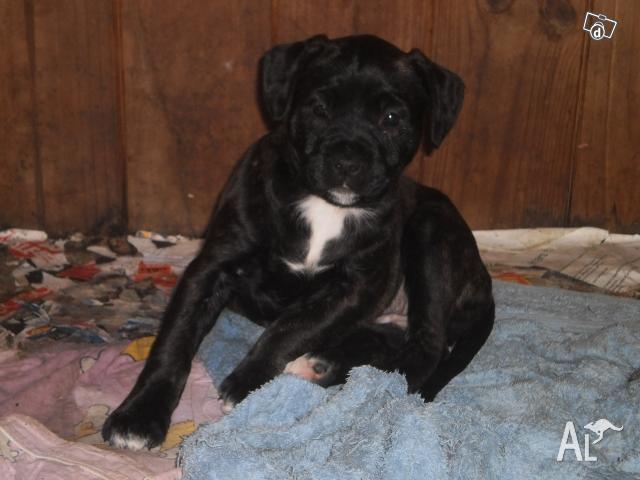 Staffy Pups For Sale