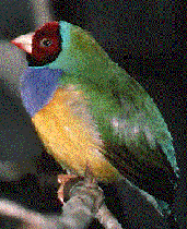 Streamlined Body Of Birds