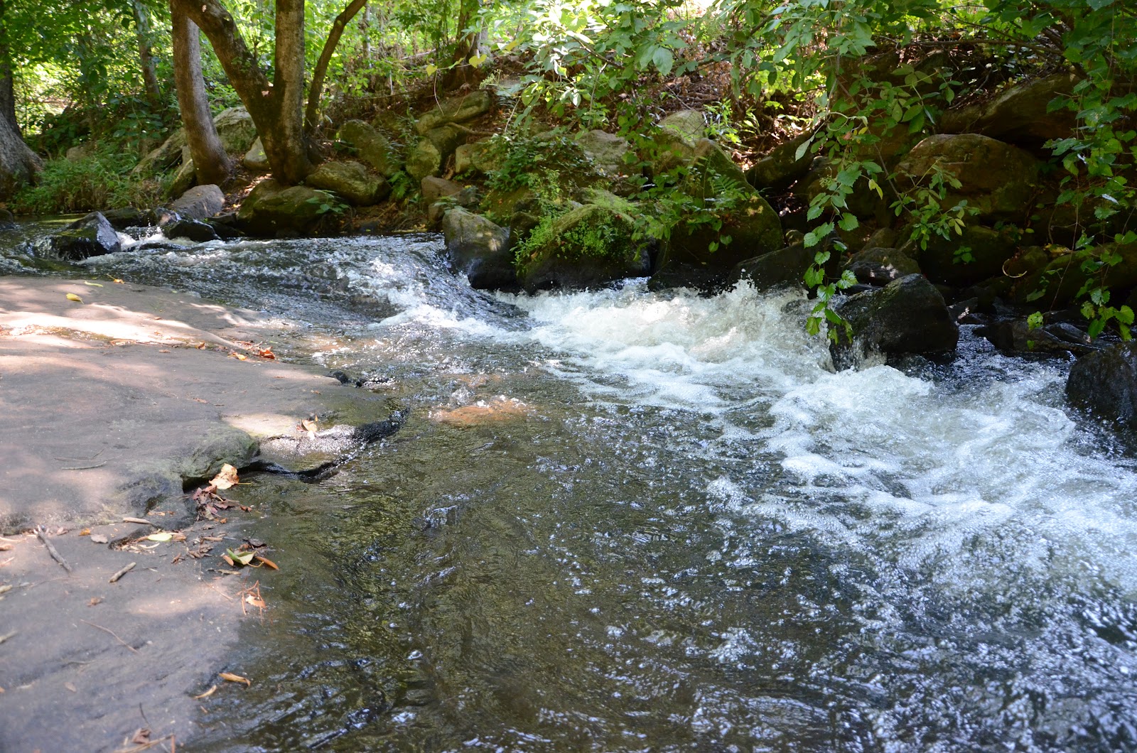 Streams And Rivers Biome Animals