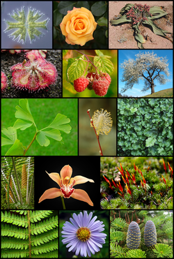 Transportation In Plants Wikipedia