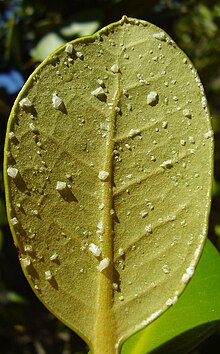 Transportation In Plants Wikipedia
