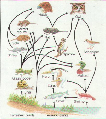 Tropical Rainforest Food Web Diagram Pictures