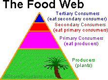 Tropical Rainforest Food Web Diagram Pictures