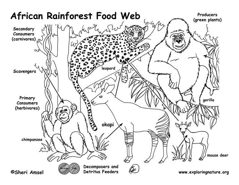 Tropical Rainforest Food Web Diagram Pictures