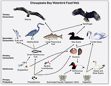 Tropical Rainforest Food Web Diagram Pictures