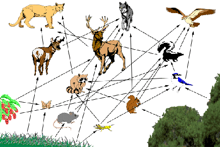 Tropical Rainforest Food Web Diagram Pictures
