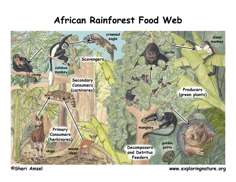 Tropical Rainforest Food Web Diagram Pictures