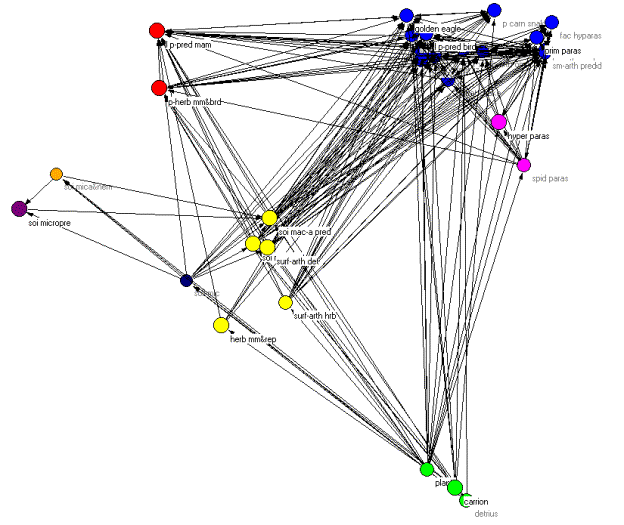 Tropical Rainforest Food Web Diagram Pictures