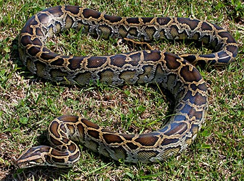 Types Of Pythons In Florida