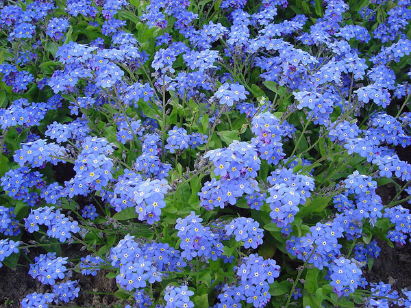 Vergeet Me Nietjes Planten