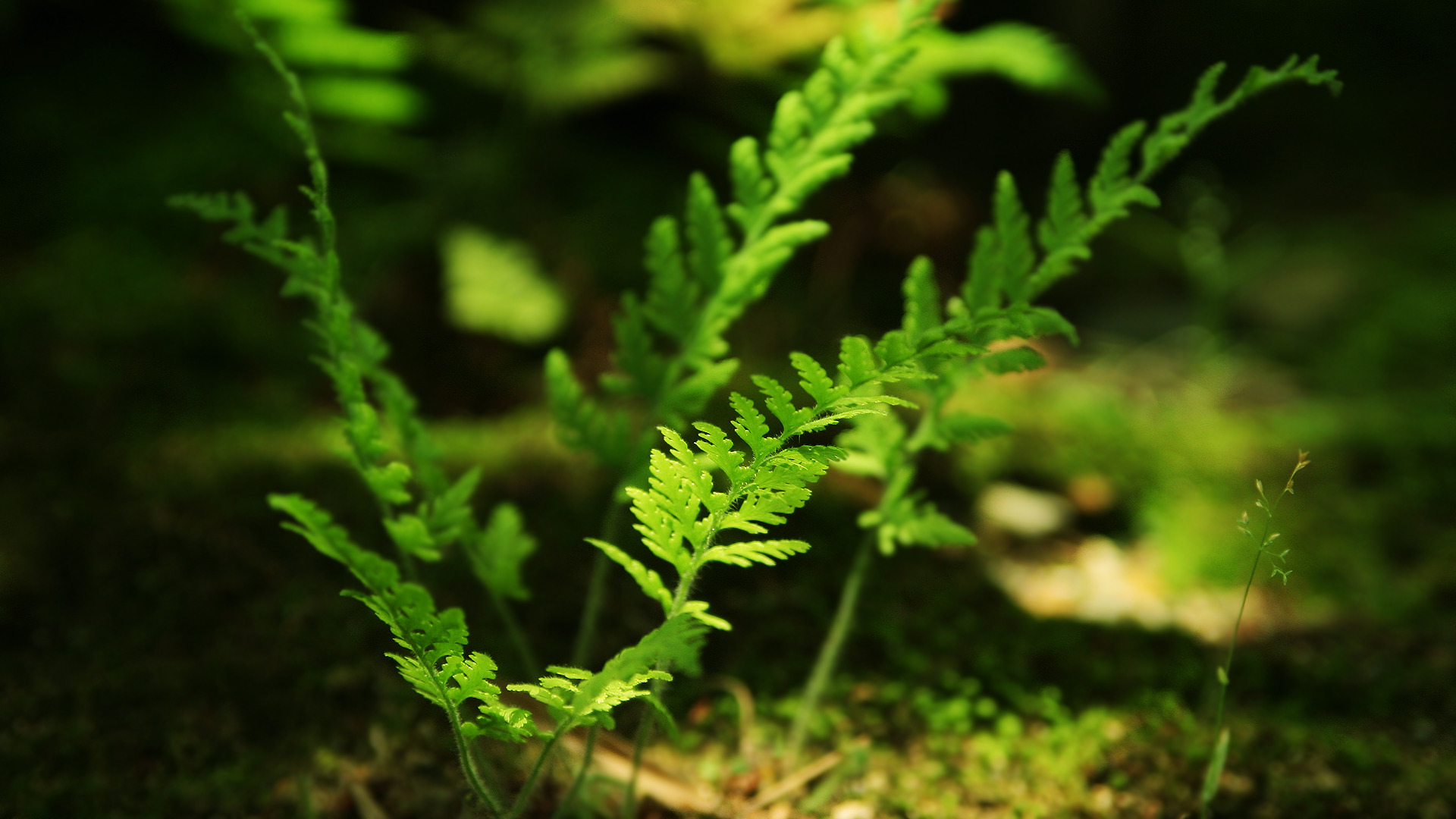 Wallpaper Hd Nature 1080p