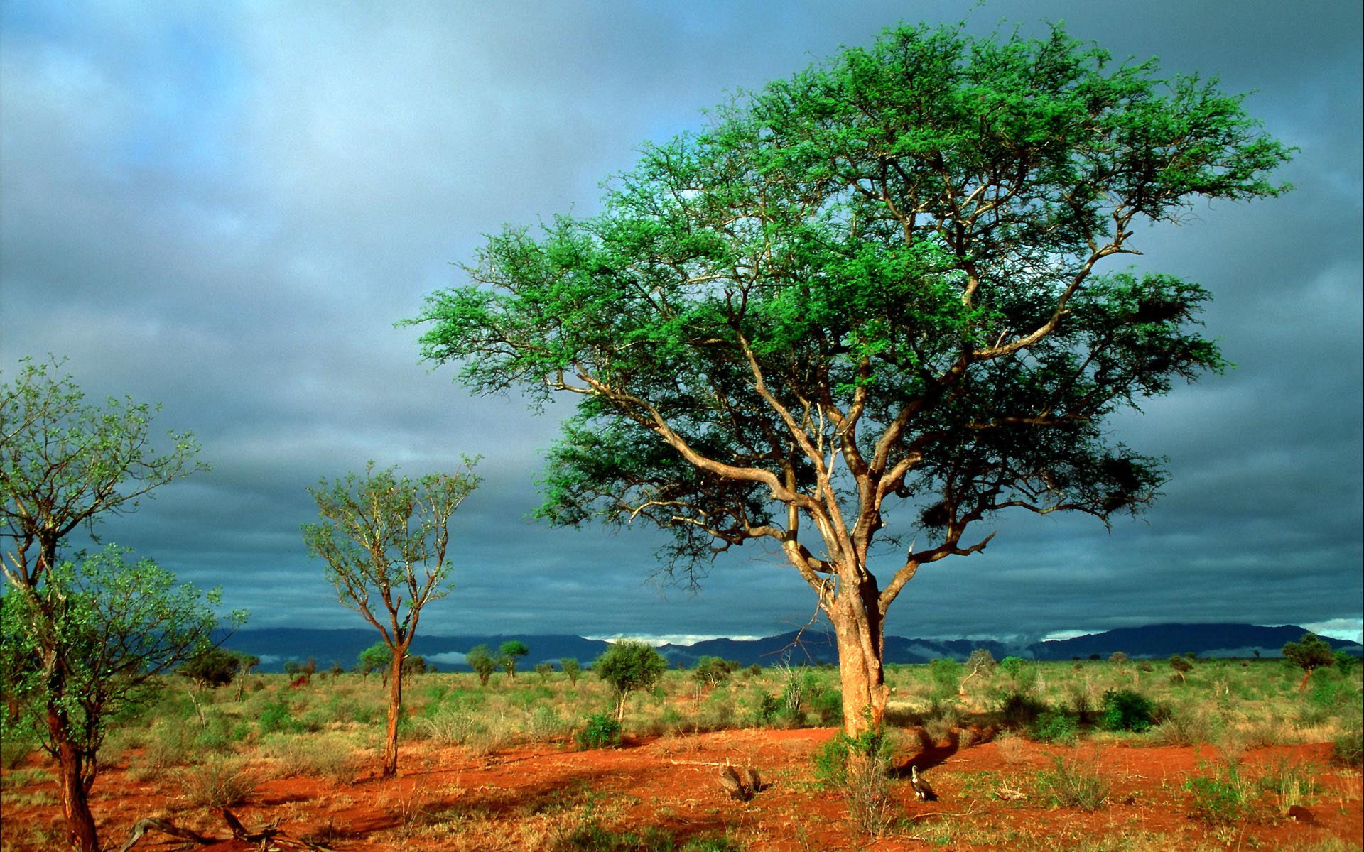 Wallpaper Hd Nature For Desktop